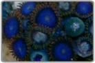 Ultra Blue Zoanthids